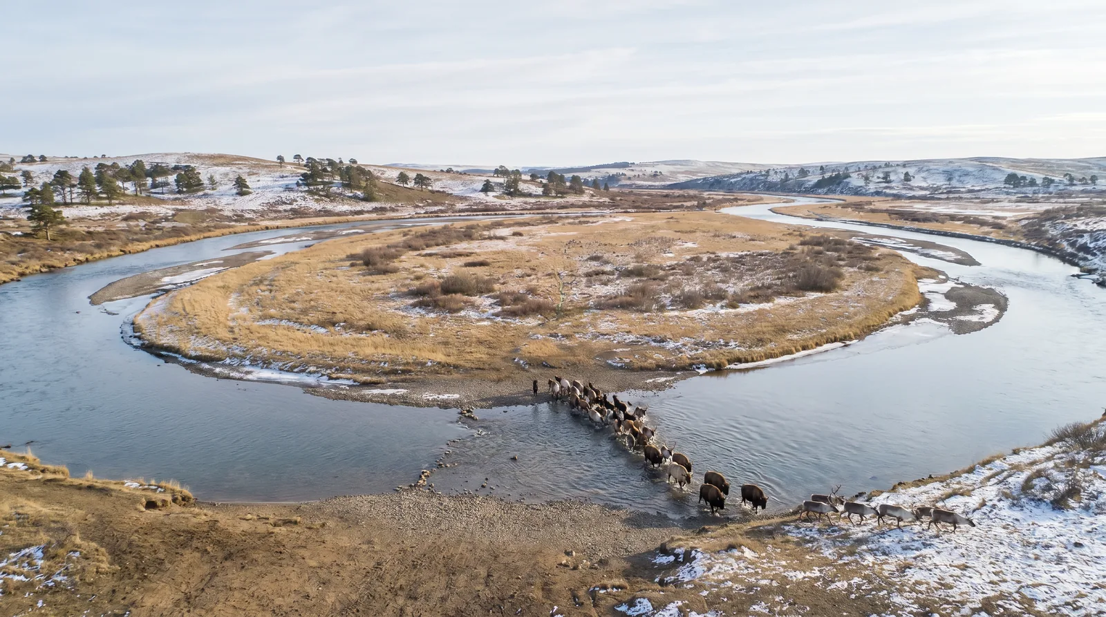 Vue surélevée du Cingle de Tursac à l'époque glaciaire : la Vézère décrit une boucle serrée autour d'un promontoire calcaire, au milieu d'une steppe-toundra, avec un troupeau d'herbivores traversant la rivière à un gué.